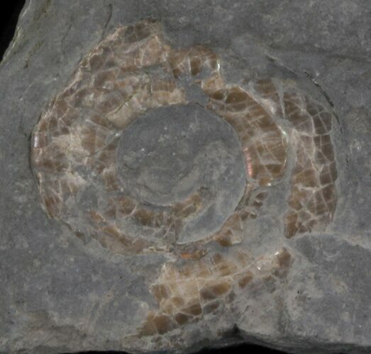 Psiloceras Ammonite - Great Britain #1090